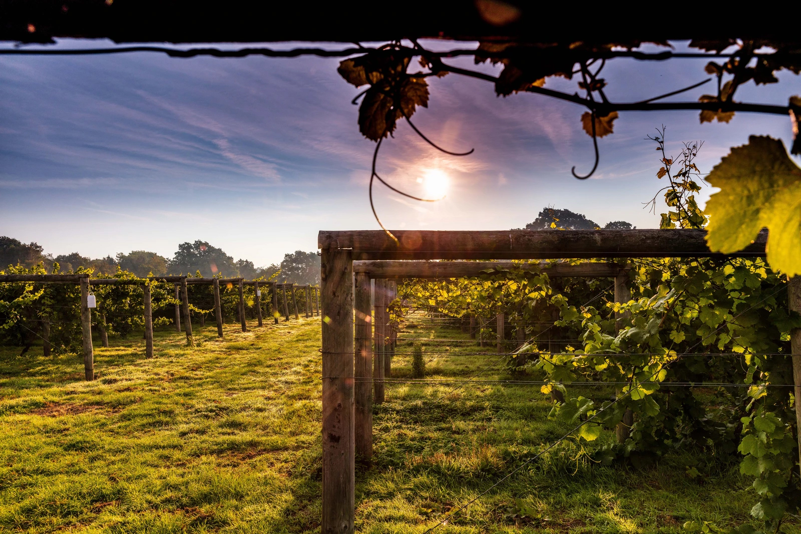 Bolney Wine Estate
